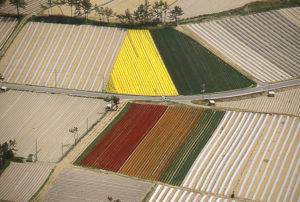 チューリップ畑