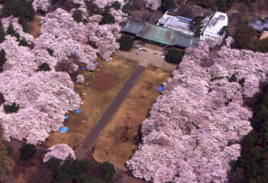 小金井公園