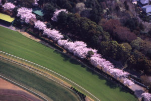 中山競馬場