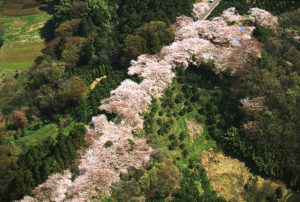 高山の桜