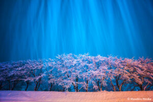 雪を纏う桜の木　鳥取県　撮影/廣池昌弘　