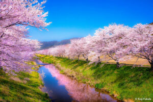 桜並木　岐阜県　撮影/福田弘二