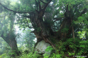 洞杉の森　富山県　撮影/石橋睦美
