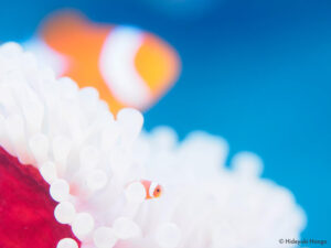 カクレクマノミ　撮影/本郷英幸