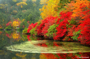 錦秋の白駒池　長野県　撮影/川隅功