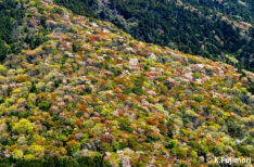 筑波山の山桜　茨城県