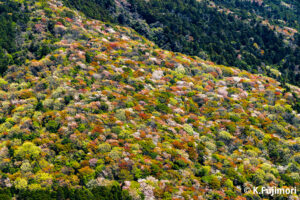 筑波山の山桜　茨城県